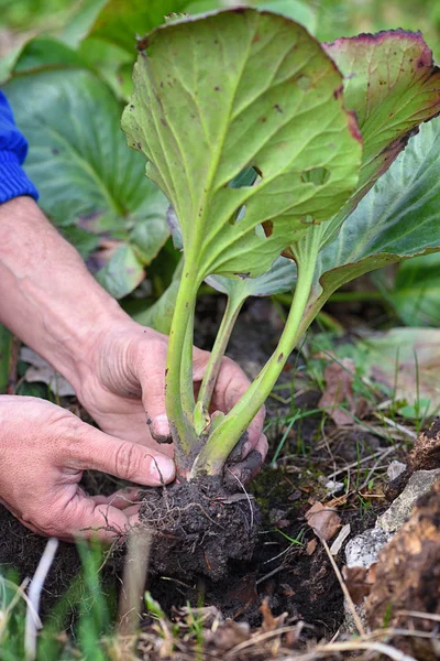 Jardinier plantation Bergenia crassifolia dans le jardin — Photo