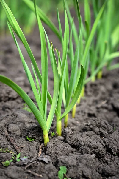 Close-up van de knoflook plantationl. Selectieve focus — Stockfoto