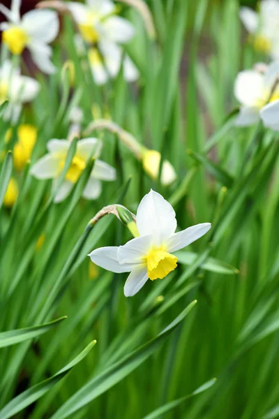 Narcissus çiçeği, nergisler. Bahçede bahar çiçekleri — Stok fotoğraf