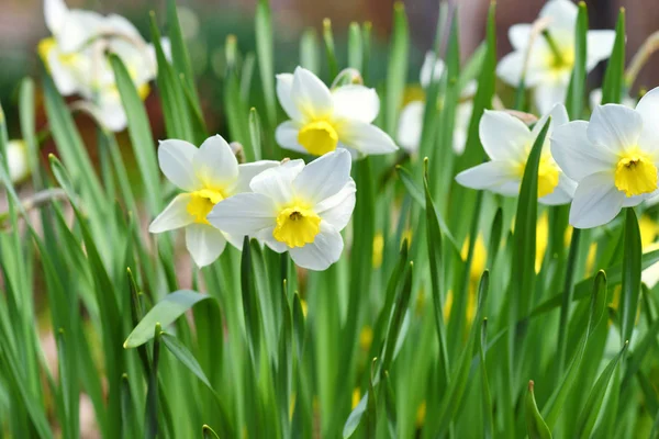 Narcis květina, narcisy. Jarní květiny v zahradě — Stock fotografie