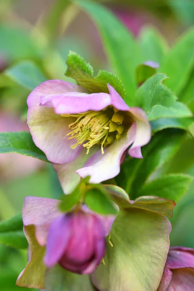 Helleborus สีชมพูที่สวยงาม ดอกไม้ฤดูใบไม้ผลิกําลังบานในสวน — ภาพถ่ายสต็อก