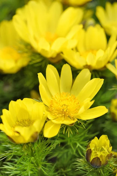 Adonis vernalis ist eine mehrjährige Blühpflanze — Stockfoto
