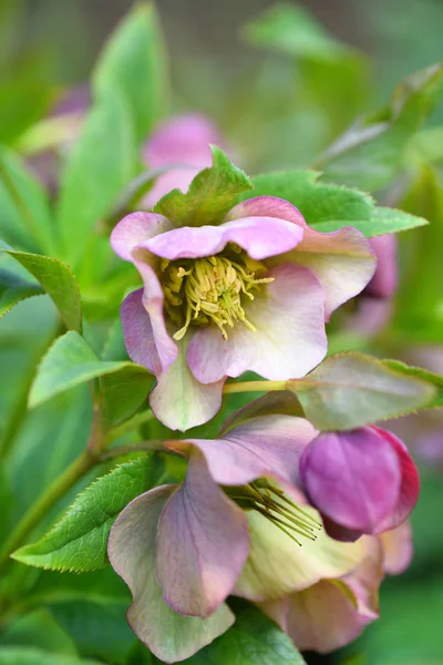 Piękny różowy Helleborus, wiosenne kwiaty kwitną w ogrodzie — Zdjęcie stockowe