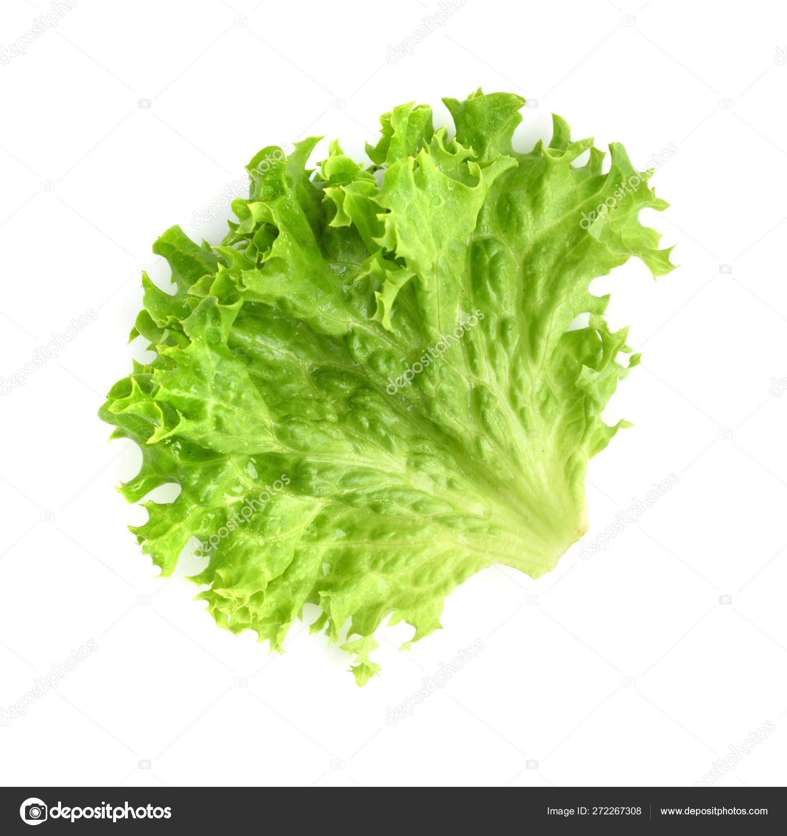 Feuille de salade. Laitue isolée sur fond blanc — Illustration de stock par  ©NataliiaMelnyc - 272267308, image size:1600x1700