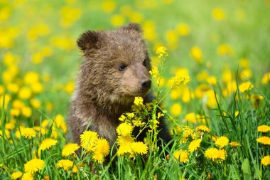 Sevimli küçük kahverengi ayı yavrusu karahindiba arasında bir çim üzerinde oynuyor