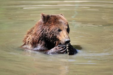 Kahverengi Ayı (Ursus arctos) bir gölde yüzme