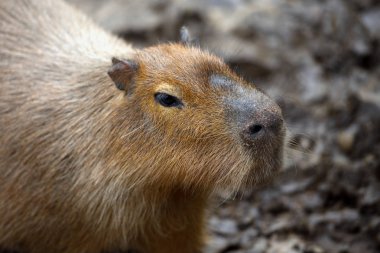 Capybara (Hydrochoerus hydrochaeris). Portre yakın çekim