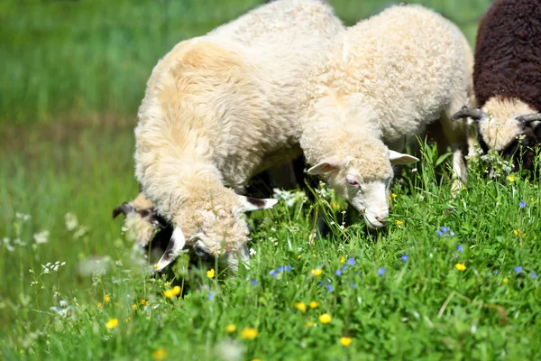 Вівці на лузі на зеленій траві — стокове фото