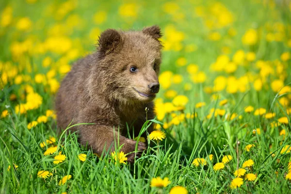 Cute little brown bear cub playing on a lawn among dandelions — Stock Photo, Image