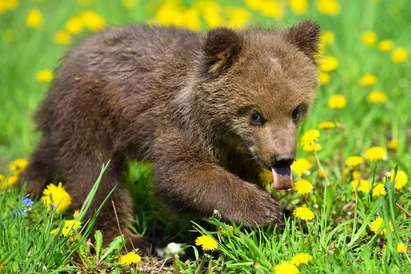Roztomilé malé hnědé medvídě, které hraje na trávníku mezi dandelii — Stock fotografie