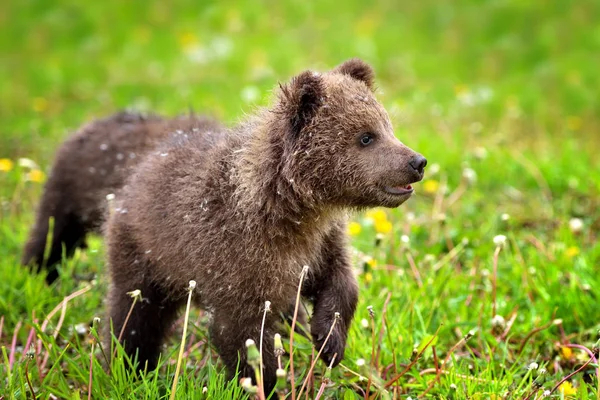 Dos cachorros de oso pardo en la hierba verde — Foto de Stock