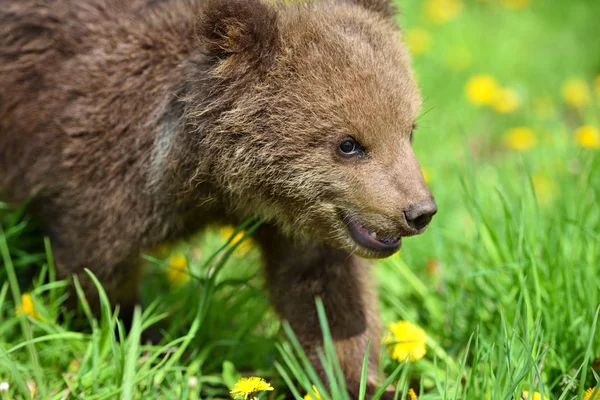 Cute little brown bear cub playing on a lawn among dandelions — Stock Photo, Image