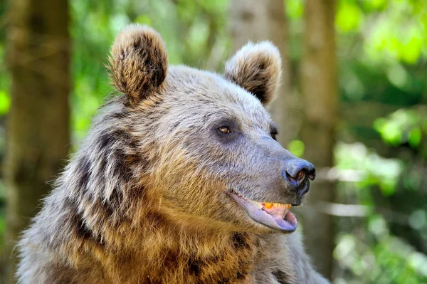 Medvěd hnědý portrét. Boční pohled na tváře medvěd. — Stock fotografie