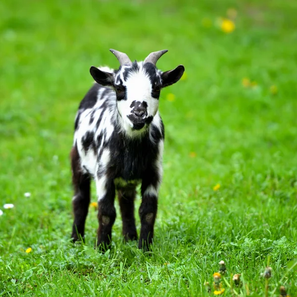 Zwart-wit baby geit staande op groene gazon — Stockfoto