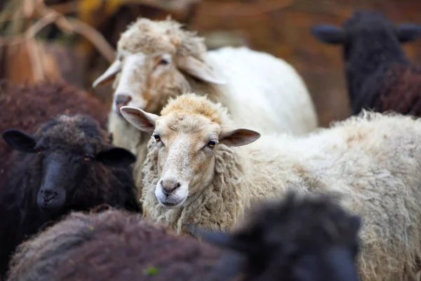 Сімейні вівці на фермі. Розведення тварин — стокове фото