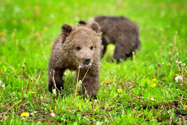 Dois filhote de urso marrom na grama verde — Fotografia de Stock