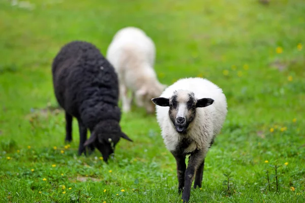 Sheeps in a meadow on green grass — Stock Photo, Image