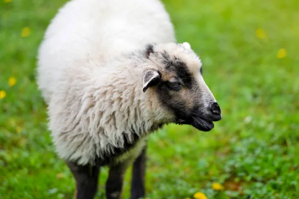Ett får i en äng på grönt gräs — Stockfoto