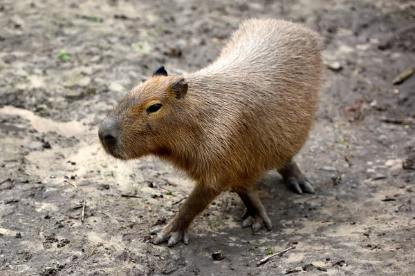 Capybara (Hydrochoerus hydrochaeris) resting on black mud — Stock Photo, Image