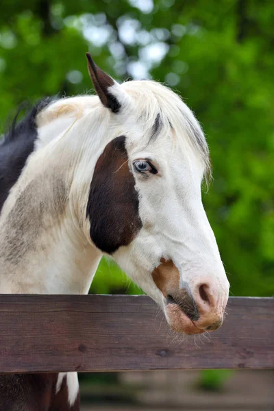 Portrét koně s modrýma očima — Stock fotografie