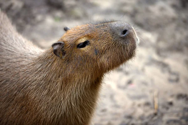 Kapybara (Hydrochoerus hydrochaeris). Portret zbliżenie — Zdjęcie stockowe