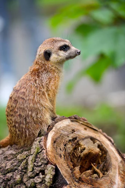 Член семьи Meerkat (Suricata suricatta) на страже — стоковое фото