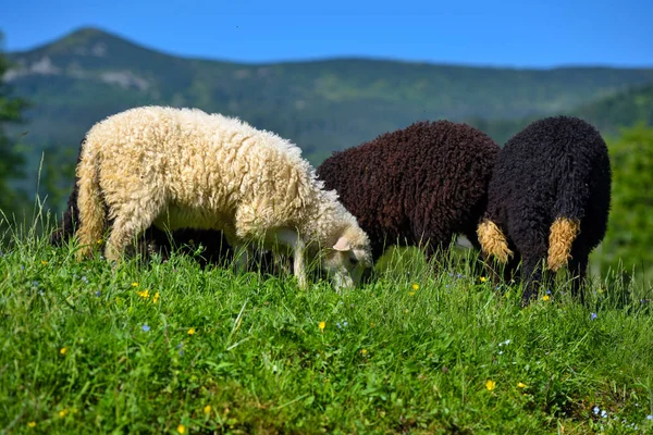 Ovelhas em um prado nas montanhas — Fotografia de Stock