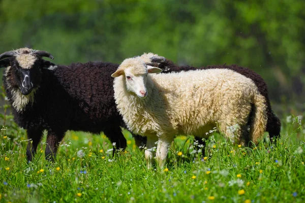 Sheeps in a meadow on green grass — Stock Photo, Image