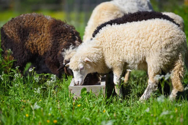 Sheep in nature on meadow. Farming outdoor. — Stock Photo, Image