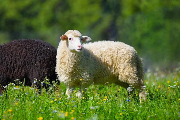 Sheeps in a meadow on green grass — Stock Photo, Image