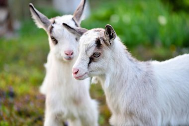 İki beyaz keçi yeşil çimlerde duruyor.
