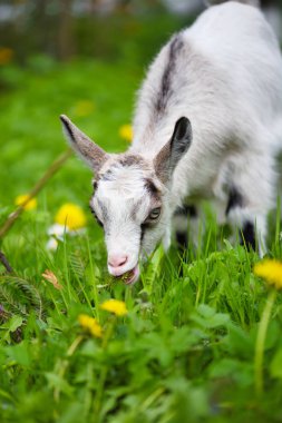 Küçük keçi yeşil çimenlikte ot yer.