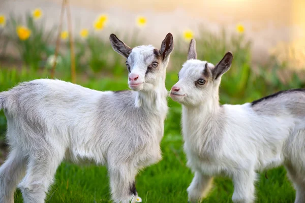 Two white baby goats standing on green lawn — Stock Photo, Image