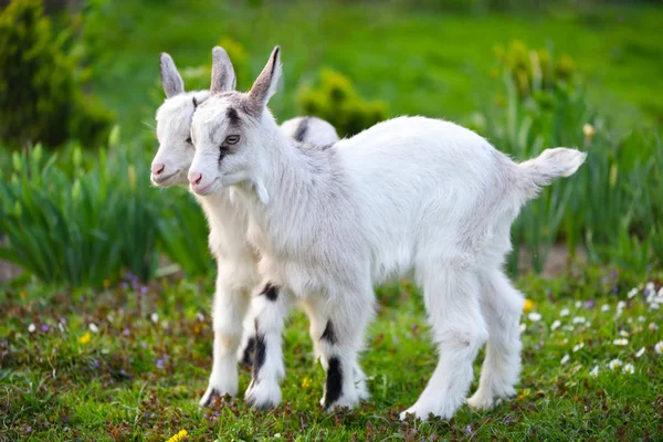 Duas cabras brancas em pé no gramado verde — Fotografia de Stock