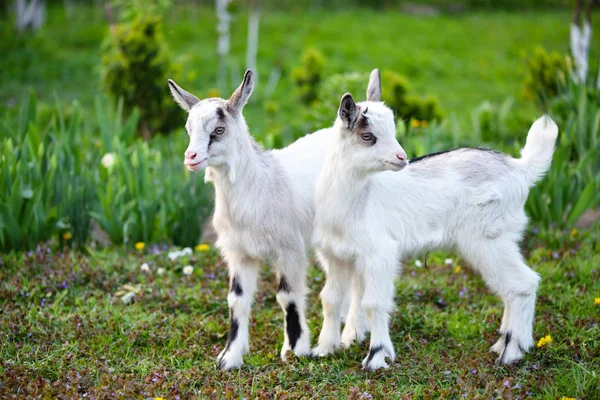 Two white baby goats standing on green lawn — Stock Photo, Image