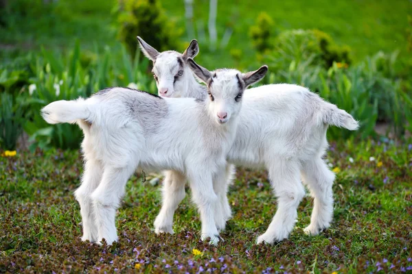 Two white baby goats standing on green lawn — Stock Photo, Image