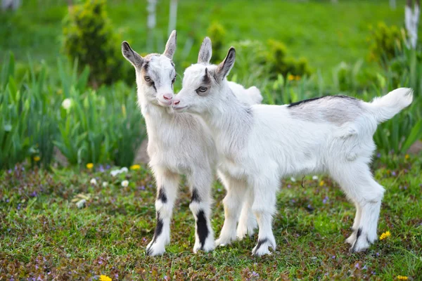 Zwei weiße Ziegenbabys stehen auf grünem Rasen — Stockfoto