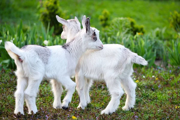 Two white baby goats standing on green lawn — Stock Photo, Image