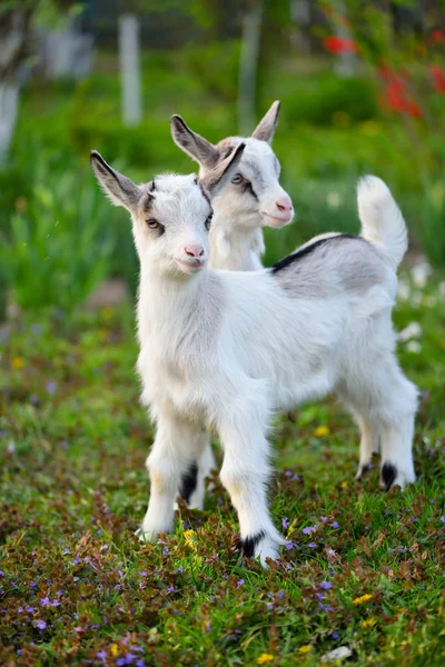 Two white baby goats standing on green lawn — Stock Photo, Image