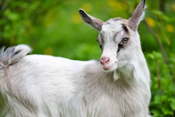 Portret van een witte baby geit op groen gazon — Stockfoto