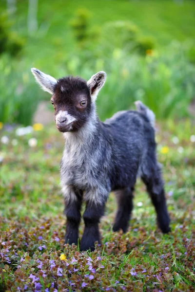 Un bébé chèvre mignon debout sur la pelouse verte — Photo
