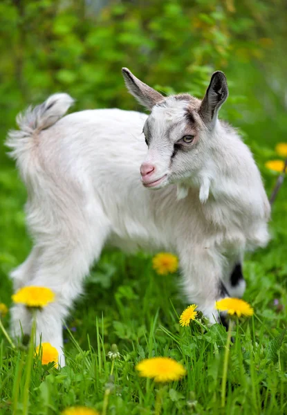 Witte baby geit staand op groen gazon — Stockfoto