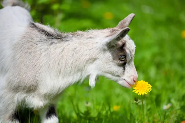 Küçük keçi yeşil çimenlikte bir çiçek koklar — Stok fotoğraf