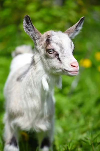 Chèvre bébé blanche debout sur la pelouse verte — Photo