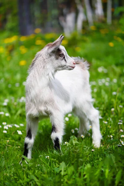 Chèvre bébé blanche debout sur la pelouse verte — Photo