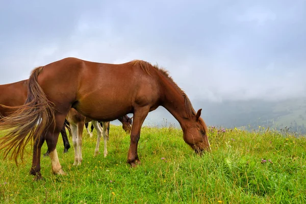 Koně na louce v horách. Mlžné ranní pastviny — Stock fotografie