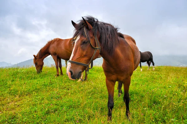 Koně na louce v horách. Mlžné ranní pastviny — Stock fotografie