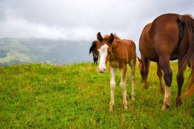 Dağlardaki çayırda atlar. Sisli sabah çayırı