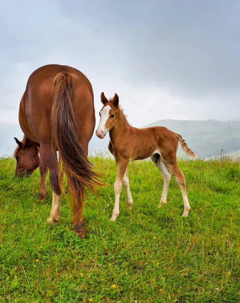 Chevaux sur la prairie dans les montagnes. Pâturage matinal brumeux — Photo