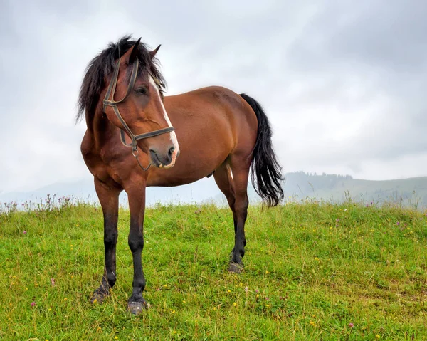 Kůň na louce v horách. Mlžné ranní pastviny — Stock fotografie